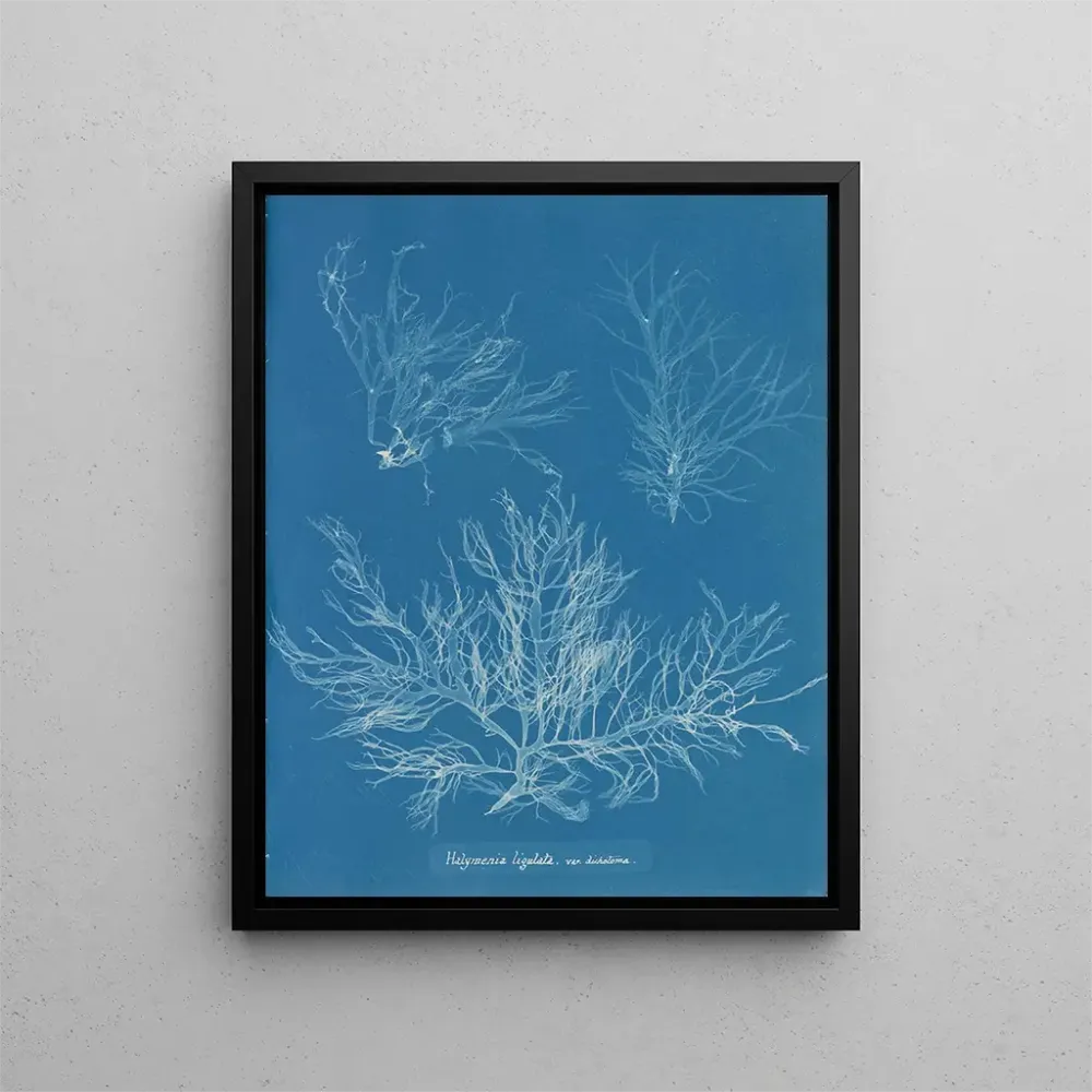 Maalaus Halymenia ligulata var. dichotome - Anna Atkins | Taidetuloste