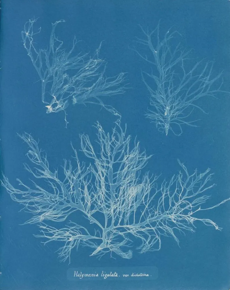 Maalaus Halymenia ligulata var. dichotome - Anna Atkins | Taidetuloste