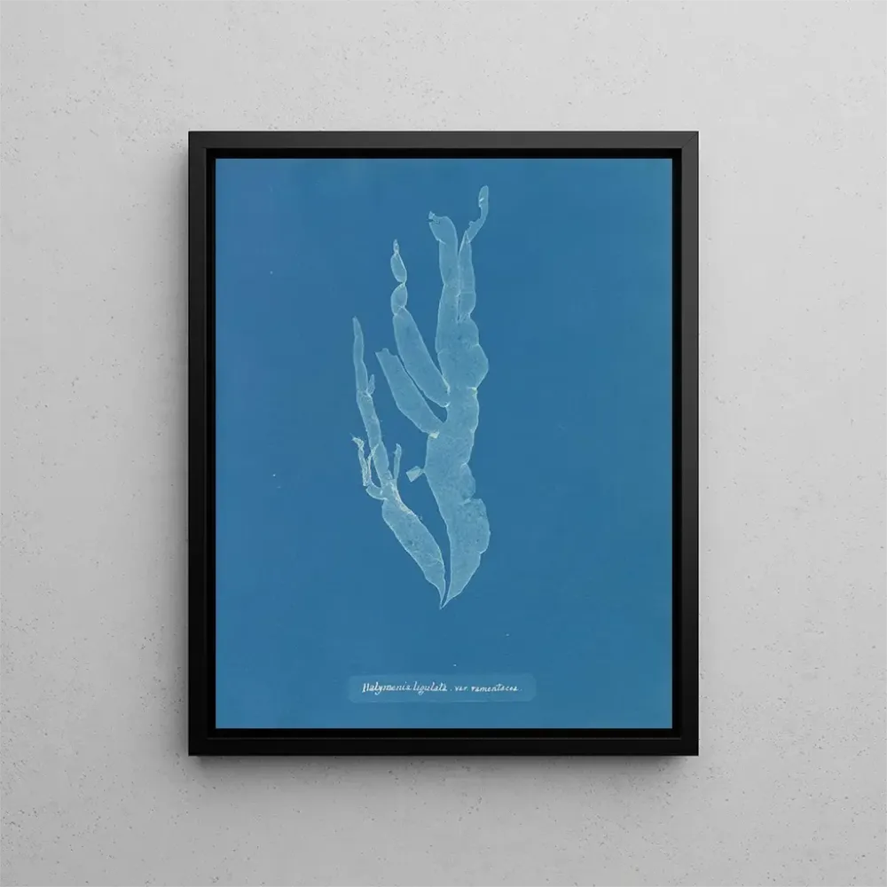 Maalaus Halymenia ligulata var. ramentacea - Anna Atkins | Taidetuloste