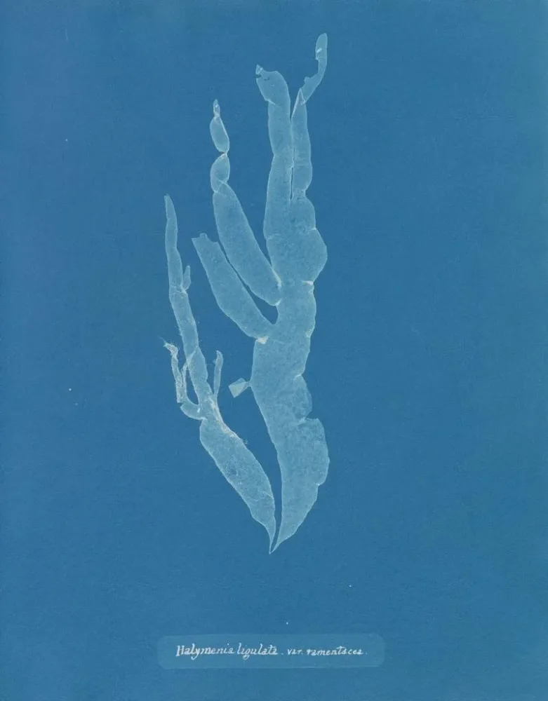 Maalaus Halymenia ligulata var. ramentacea - Anna Atkins | Taidetuloste