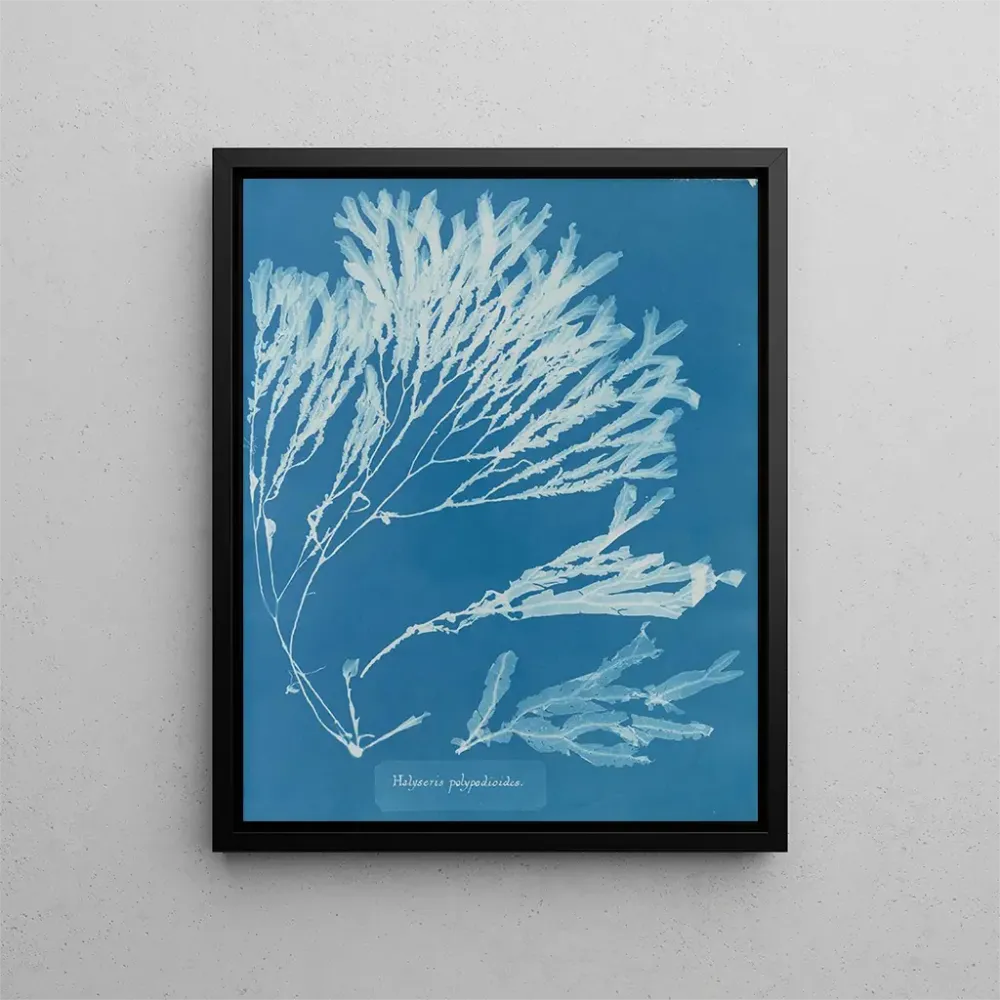 Maalaus Halyséris polypodioides - Anna Atkins | Taidetuloste