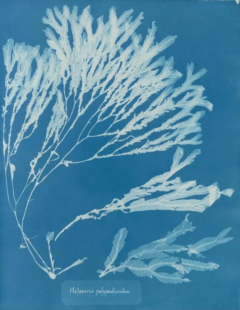 Maalaus Halyséris polypodioides - Anna Atkins | Taidetuloste