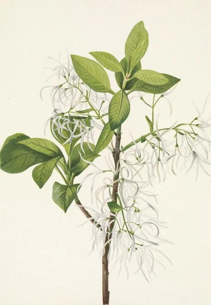Maalaus Hapsupuu Chionanthus virginica - Mary Vaux Walcott | Taidetuloste