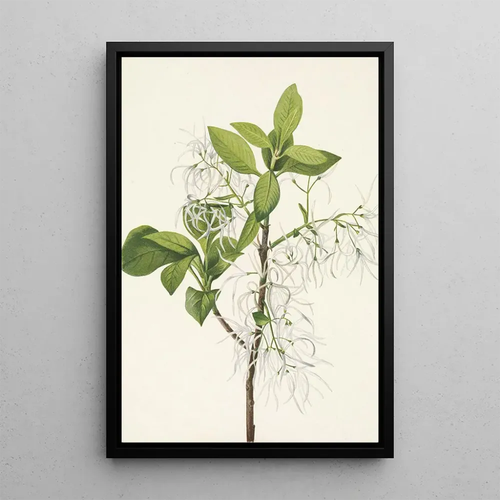 Maalaus Hapsupuu Chionanthus virginica - Mary Vaux Walcott | Taidetuloste