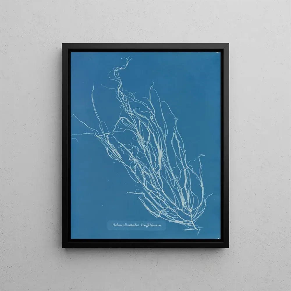 Maalaus Helminthocladia Griffithsiana - Anna Atkins | Taidetuloste