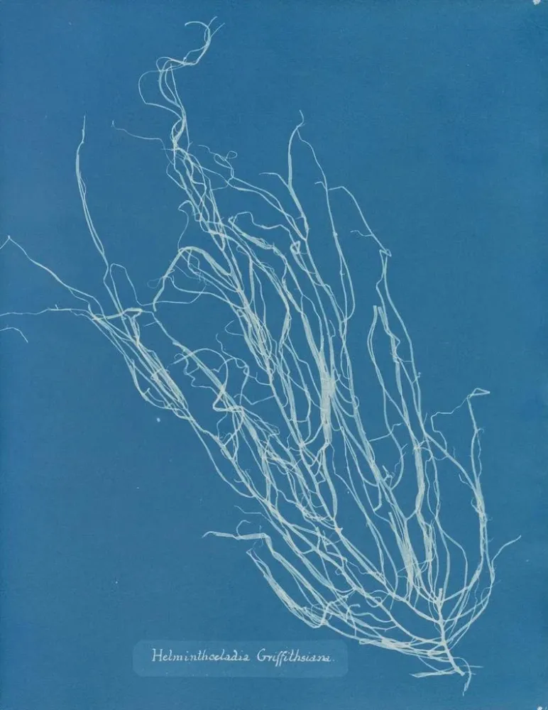 Maalaus Helminthocladia Griffithsiana - Anna Atkins | Taidetuloste