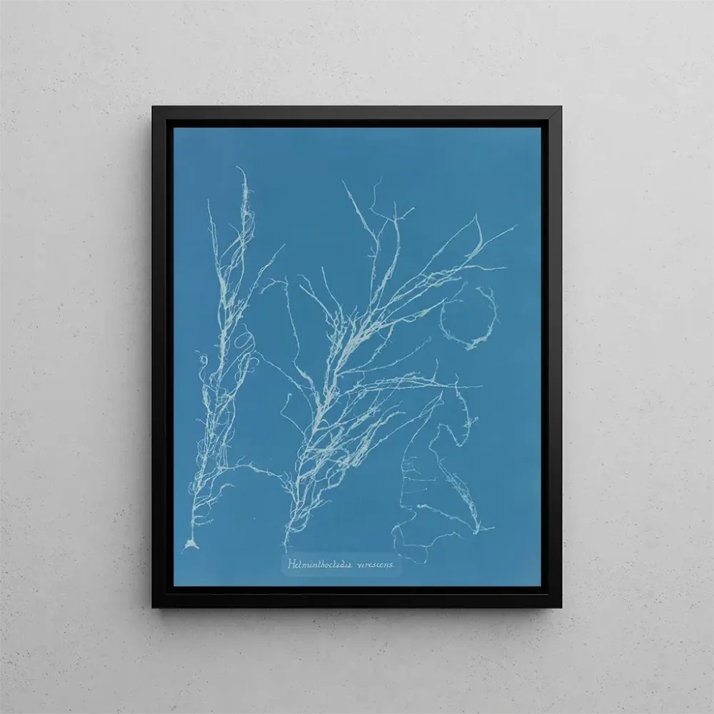 Maalaus Helminthocladia virescens - Anna Atkins | Taidetuloste