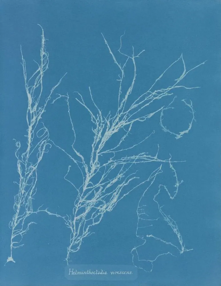Maalaus Helminthocladia virescens - Anna Atkins | Taidetuloste