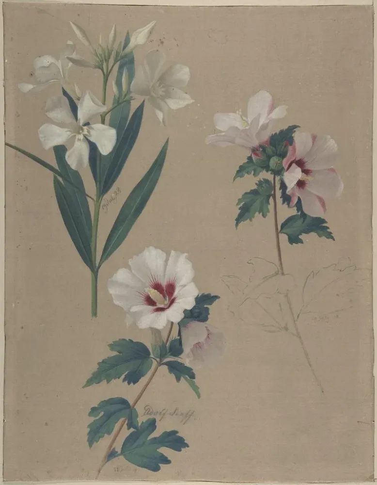 Maalaus Hibiscus-kasvien tutkimus - Adolf Senff | Taidetuloste
