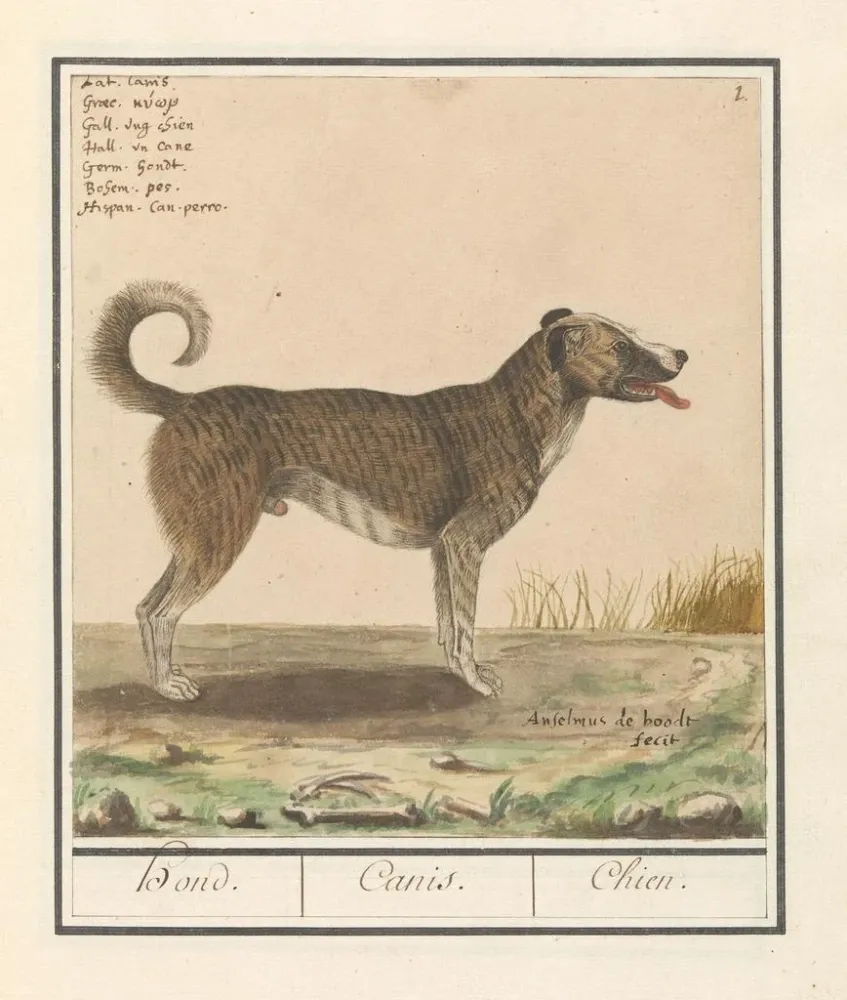 Maalaus Hond on tuttu koira-susi - Anselmus Botius de Boodt | Taidetuloste