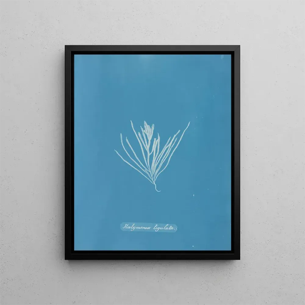 Maalaus Hylemenia ligulata - Anna Atkins | Taidetuloste