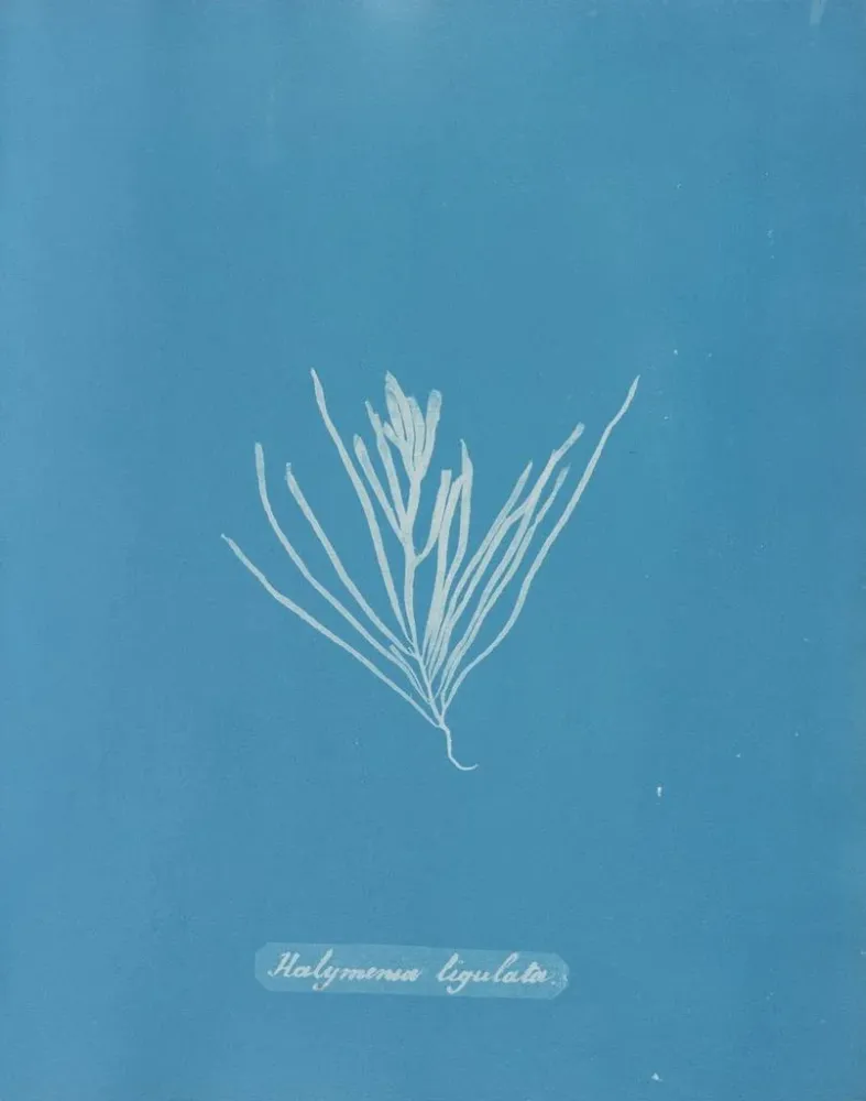 Maalaus Hylemenia ligulata - Anna Atkins | Taidetuloste