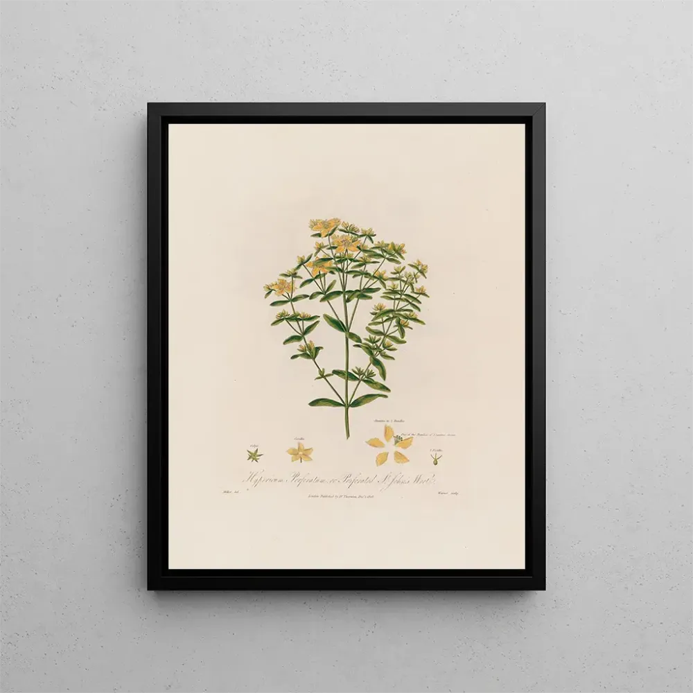Maalaus Hypericum perforatum ou millepertuis perforé - Robert John Thornton | Taidetuloste