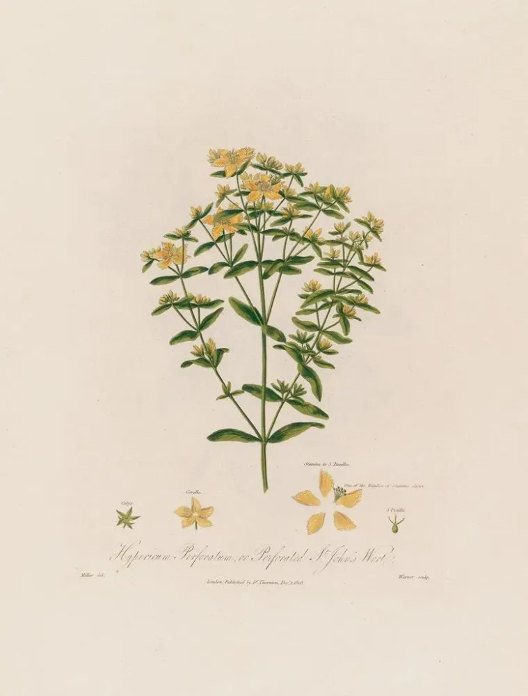 Maalaus Hypericum perforatum ou millepertuis perforé - Robert John Thornton | Taidetuloste