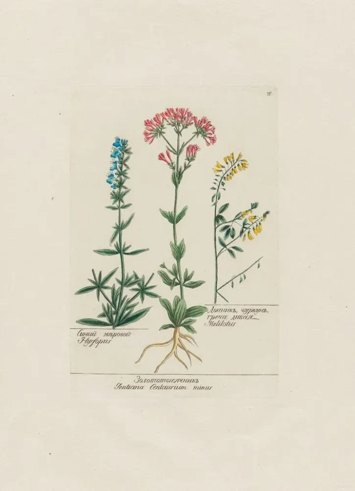 Maalaus Hysope Gentiane Centaurium ilman Mélilot - Petr Martynovich Gofman | Taidetuloste