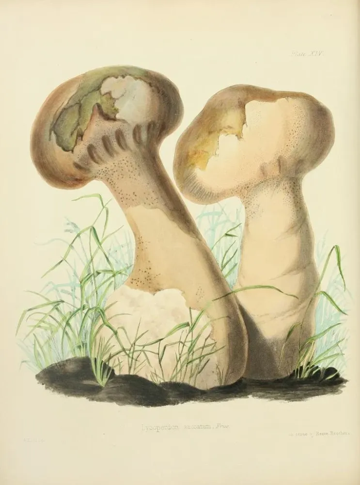 Maalaus Illustrations de mycologie britannique Pl14 - Anna Maria Hussey | Taidetuloste