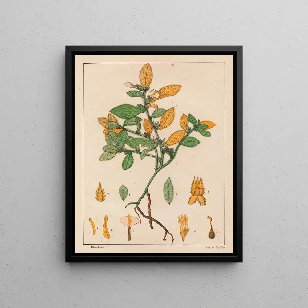 Maalaus Ionidium ipecacuanha - Auguste de Saint-Hilaire | Taidetuloste