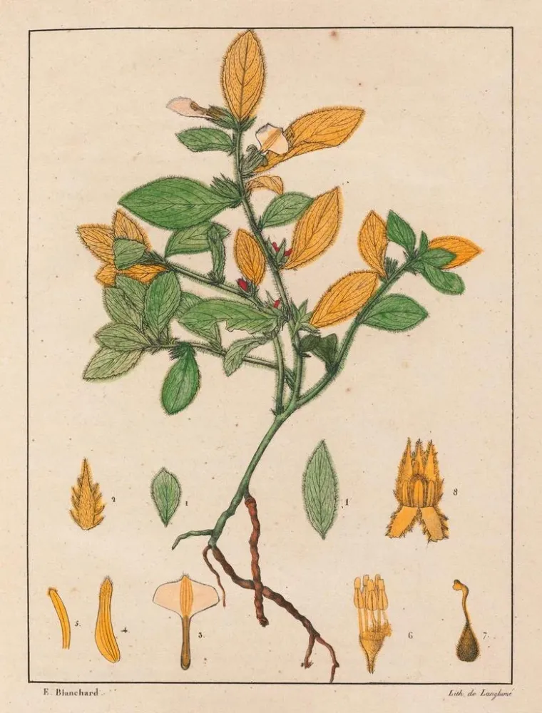Maalaus Ionidium ipecacuanha - Auguste de Saint-Hilaire | Taidetuloste