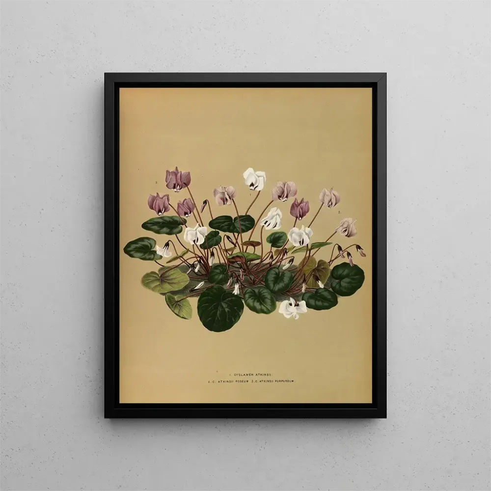 Maalaus Iris Cyclamen Atkinsii, Atkinsii Roseum, Atkinsii Purpureum - Arentina Hendrica Arendsen | Taidetuloste