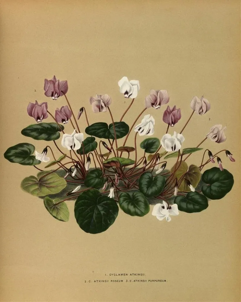 Maalaus Iris Cyclamen Atkinsii, Atkinsii Roseum, Atkinsii Purpureum - Arentina Hendrica Arendsen | Taidetuloste