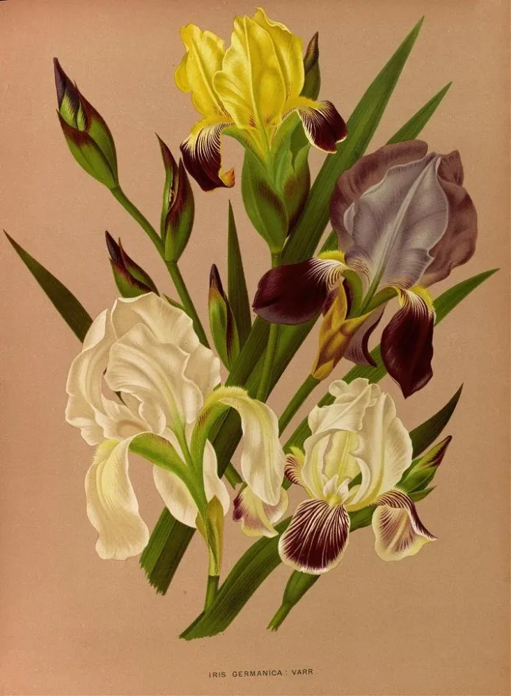Maalaus Iris germanica - Arentina Hendrica Arendsen | Taidetuloste