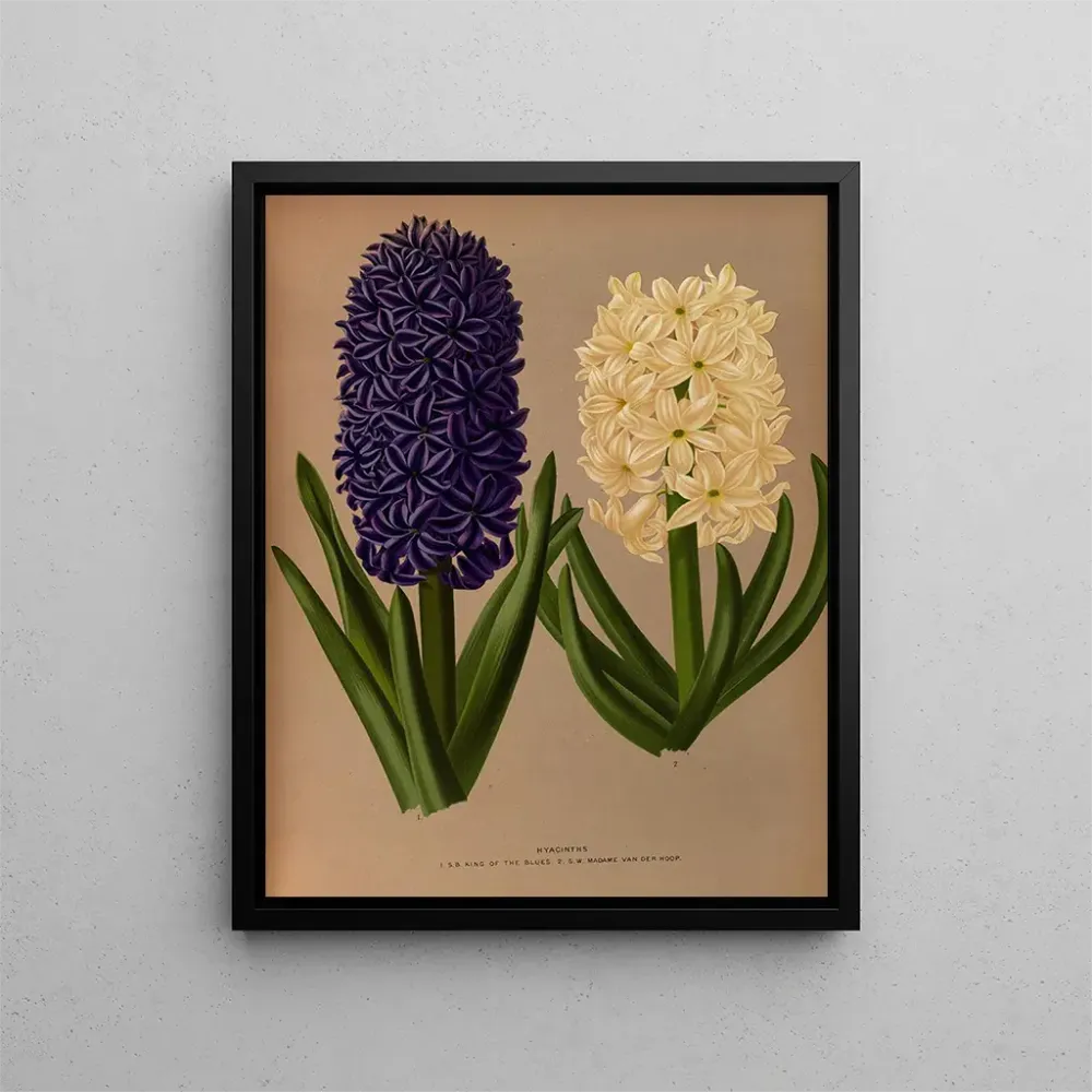 Maalaus Jacinthes 6 - Arentina Hendrica Arendsen | Taidetuloste