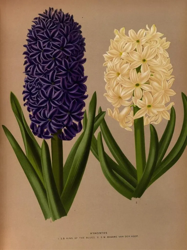 Maalaus Jacinthes 6 - Arentina Hendrica Arendsen | Taidetuloste