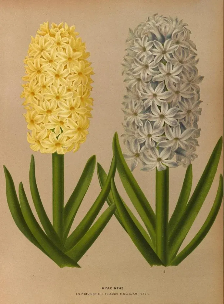Maalaus Jacinthes 9 - Arentina Hendrica Arendsen | Taidetuloste