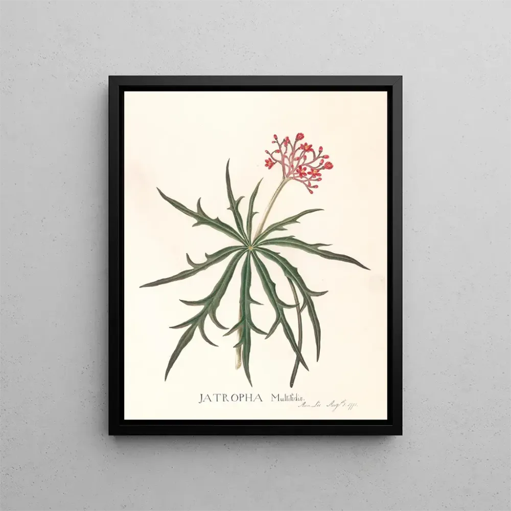 Maalaus Jatropha Multifidis - Ann Lee | Taidetuloste