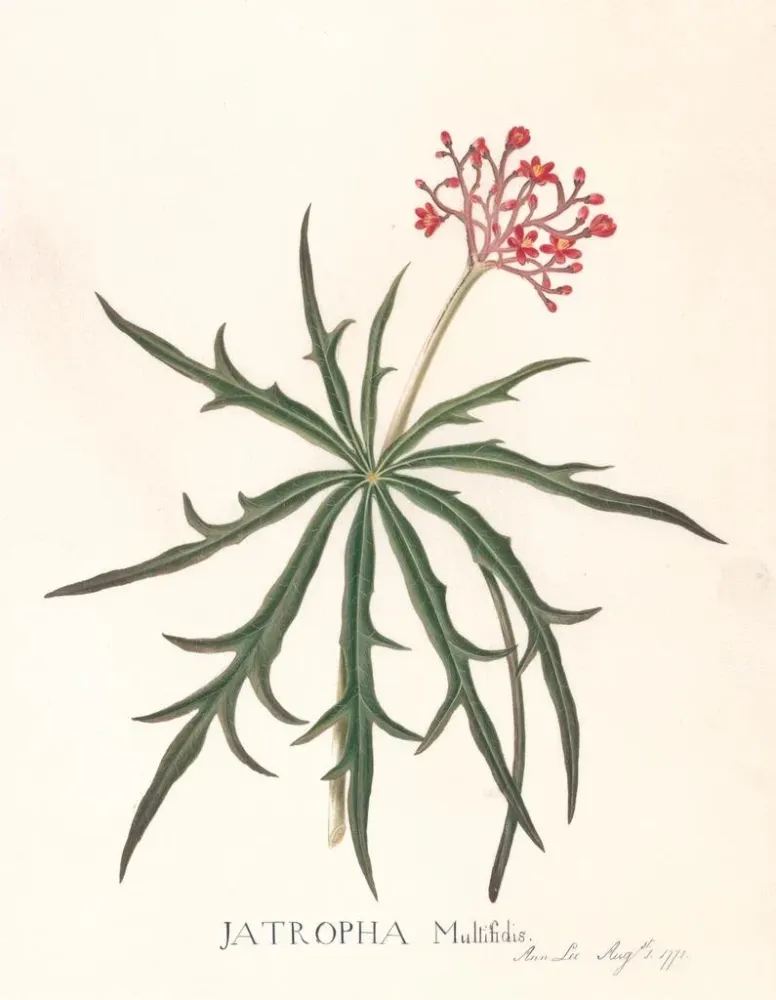 Maalaus Jatropha Multifidis - Ann Lee | Taidetuloste