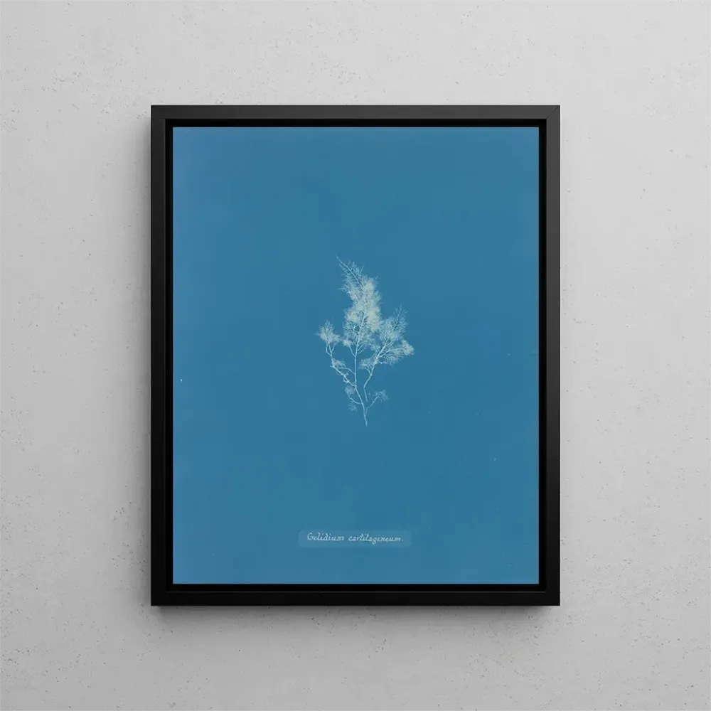 Maalaus Jäähdytetty rustokudos - Anna Atkins | Taidetuloste