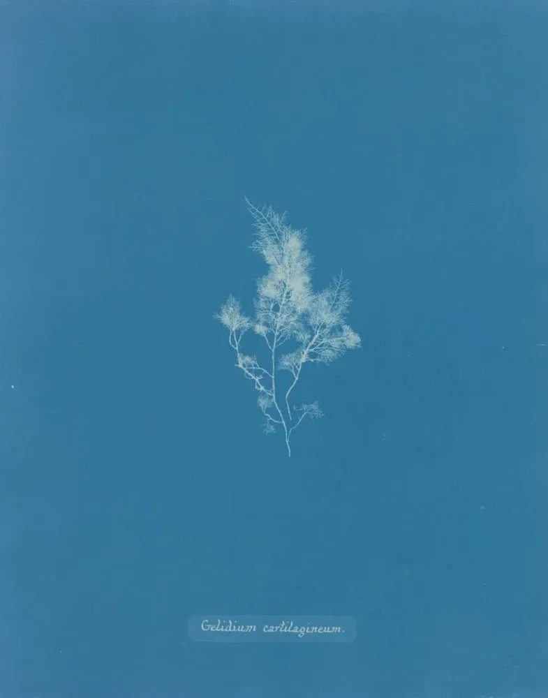 Maalaus Jäähdytetty rustokudos - Anna Atkins | Taidetuloste