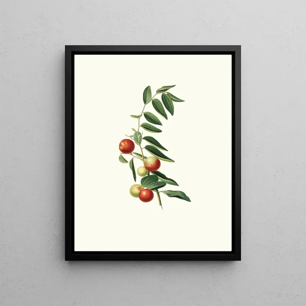 Maalaus Jujube à fruit rond - Giorgio Gallesio | Taidetuloste