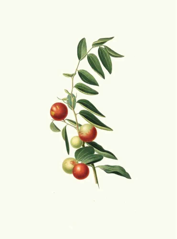Maalaus Jujube à fruit rond - Giorgio Gallesio | Taidetuloste