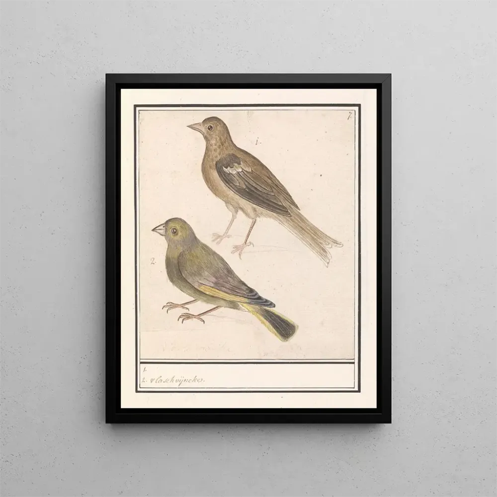Maalaus Kaksi vihervarpusta Carduelis chloris - Anselmus Botius de Boodt | Taidetuloste