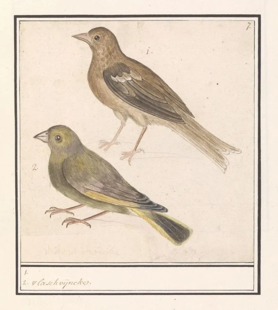 Maalaus Kaksi vihervarpusta Carduelis chloris - Anselmus Botius de Boodt | Taidetuloste