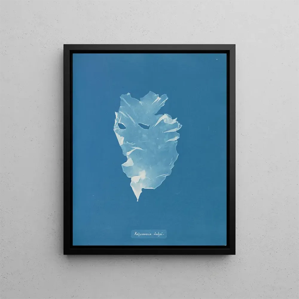 Maalaus Kalymenia Dubyi - Anna Atkins | Taidetuloste