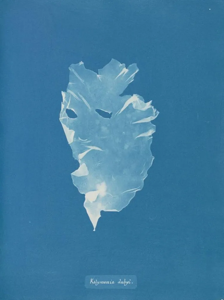 Maalaus Kalymenia Dubyi - Anna Atkins | Taidetuloste