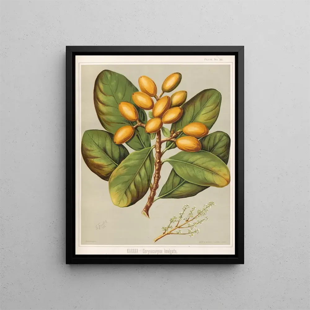 Maalaus Karaka Corynocarpus laevigatus - Sarah Featon | Taidetuloste