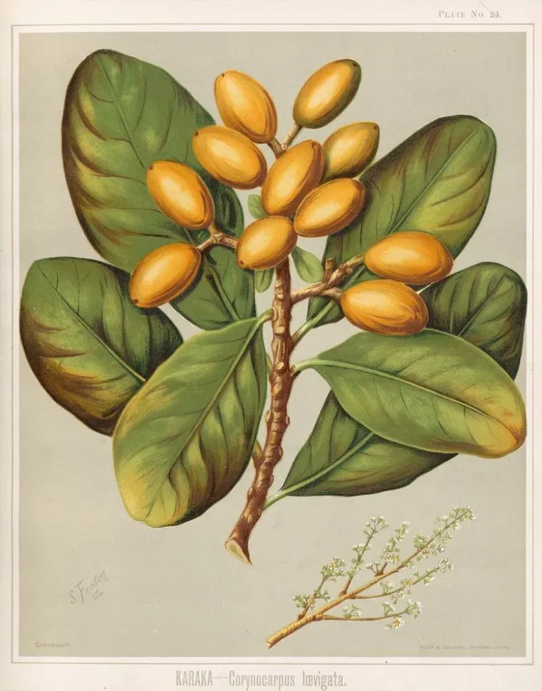 Maalaus Karaka Corynocarpus laevigatus - Sarah Featon | Taidetuloste
