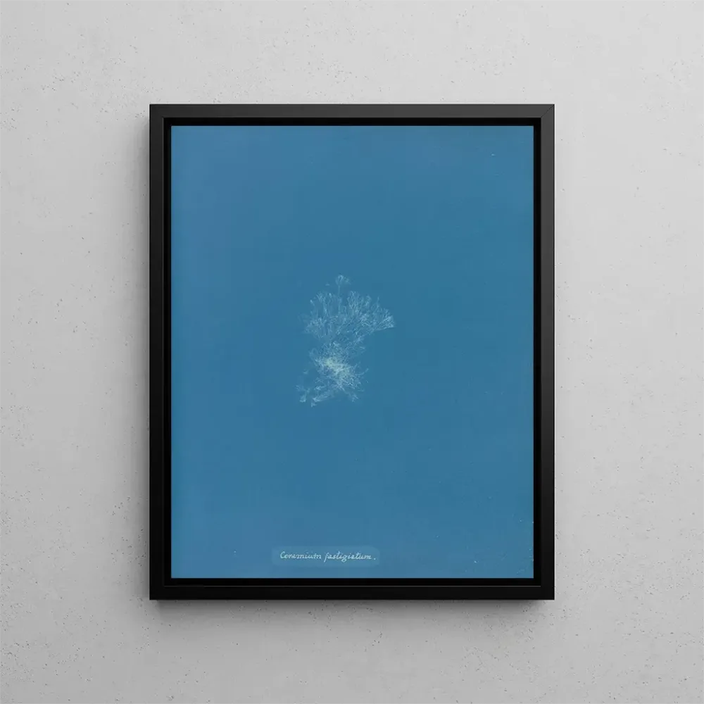 Maalaus Katto keramiikasta - Anna Atkins | Taidetuloste