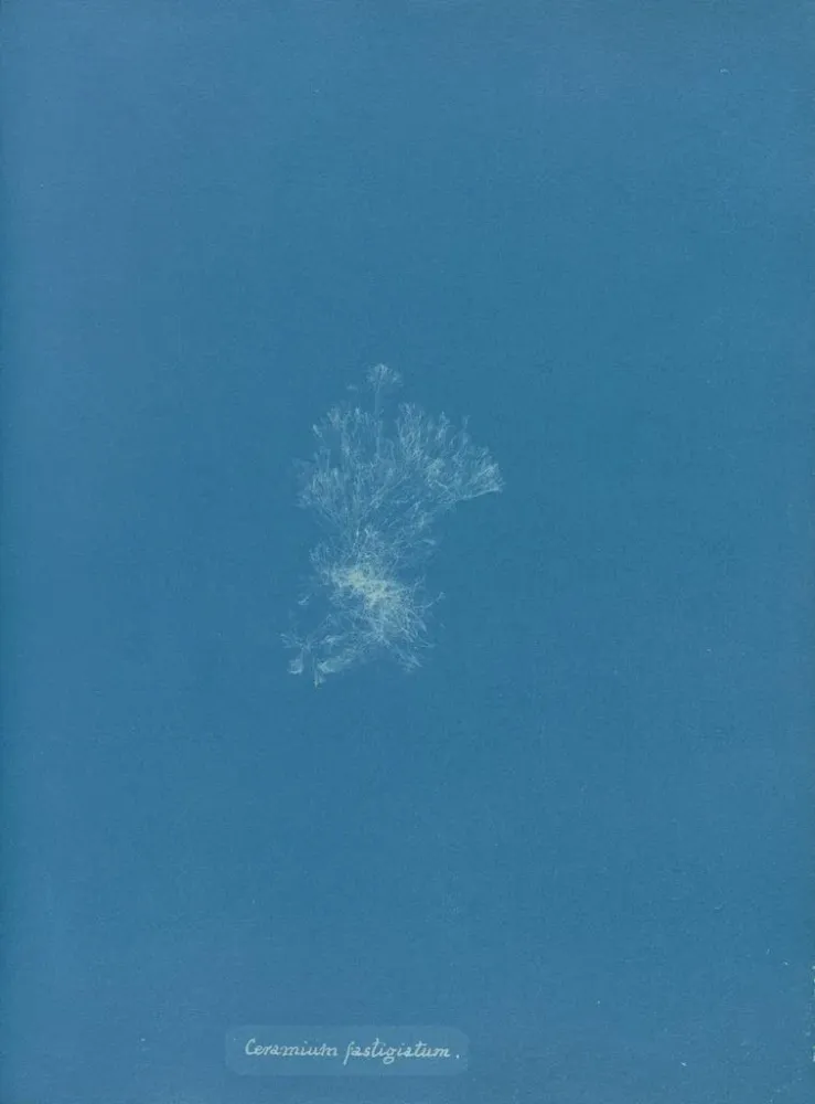 Maalaus Katto keramiikasta - Anna Atkins | Taidetuloste