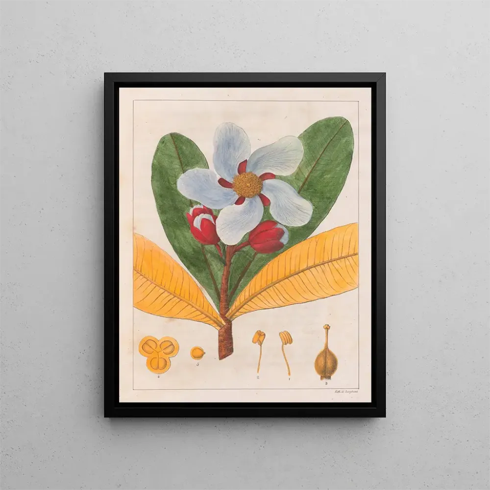Maalaus Kielmayera speciosa V.. - Auguste de Saint-Hilaire | Taidetuloste