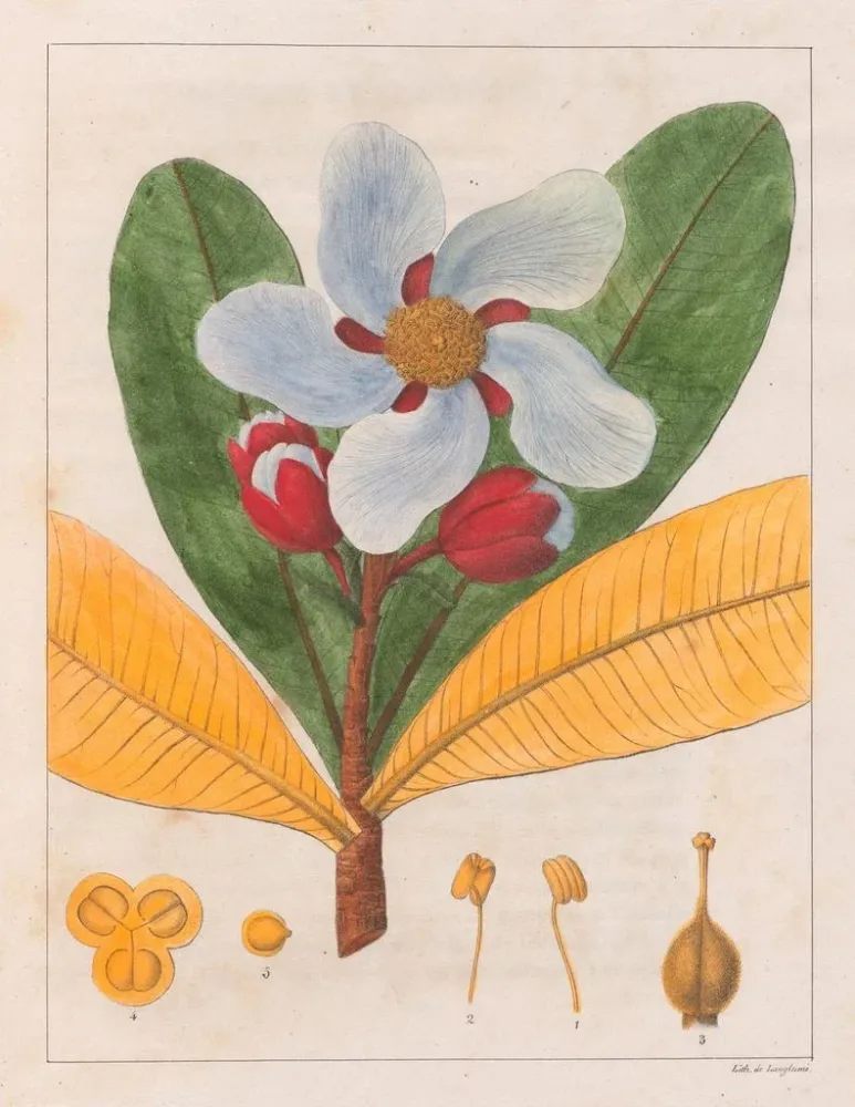 Maalaus Kielmayera speciosa V.. - Auguste de Saint-Hilaire | Taidetuloste