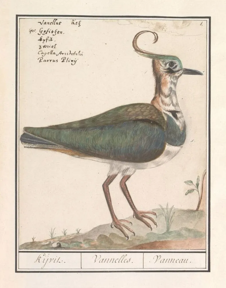 Maalaus Kievit Vanellus vanellus - Anselmus Botius de Boodt | Taidetuloste