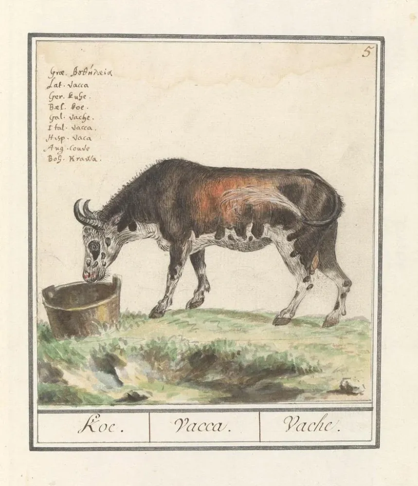 Maalaus Koe Bos taureau Koe Vacca Vache - Anselmus Botius de Boodt | Taidetuloste
