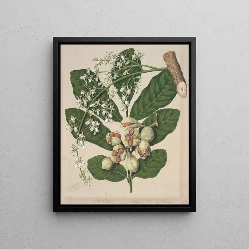 Maalaus KoheKohe Dysoxylum spectabile - Sarah Featon | Taidetuloste