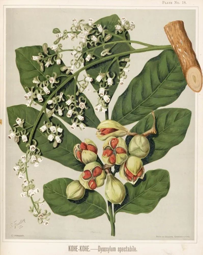 Maalaus KoheKohe Dysoxylum spectabile - Sarah Featon | Taidetuloste