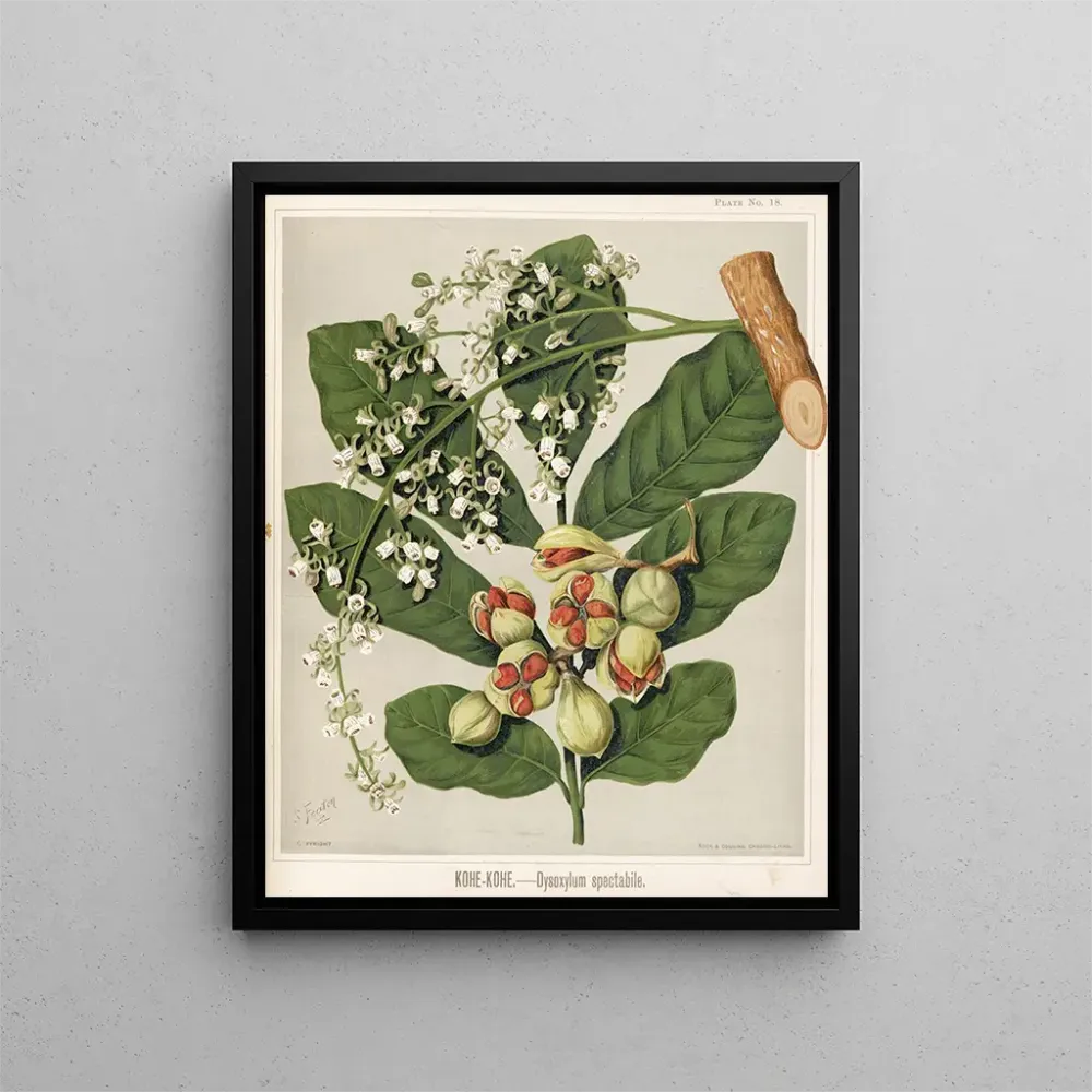 Maalaus KoheKohe Dysoxylum spectabile - Sarah Featon | Taidetuloste