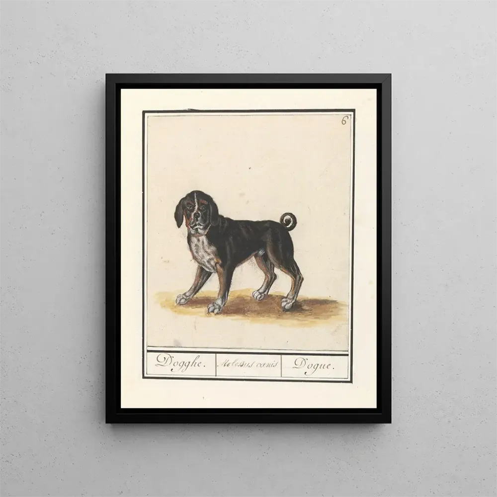 Maalaus Koira Canis susien perhe Dogghe Molossus canis Dogue - Anselmus Botius de Boodt | Taidetuloste